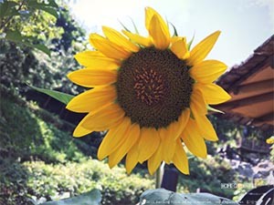 해바라기 Sunflower