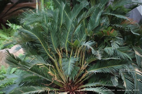 소철 Cycas revoluta
