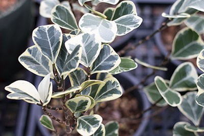 스윗하트 고무나무 Ficus triangularis 'Variegata'