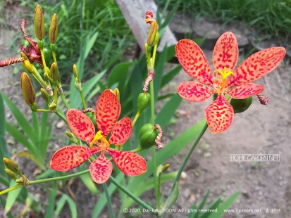 범부채 Iris domestica