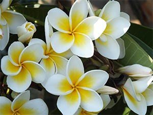 플루메리아(러브하와이) Plumeria