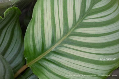 칼라데아 오르비폴리아 Calathea Orbifolia