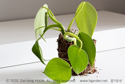 필로덴드론 에메랄드 그린 Philodendron emerald green