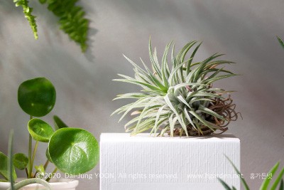 틸란드시아 이오난사(틸란시아 이오난사) Tillandsia Ionantha