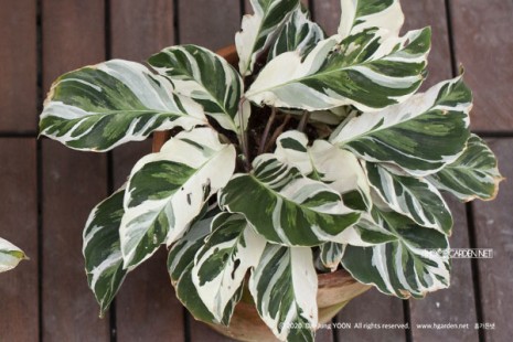 칼라데아 퓨전화이트 Calathea fusion white