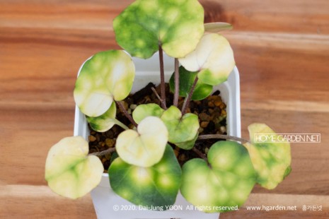 반딧불 머위 Farfugium japonicum