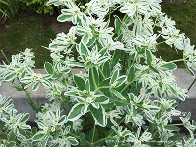 설악초 Euphorbia marginata
