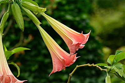 천사의 나팔꽃(엔젤트럼펫) Angel's trumpet