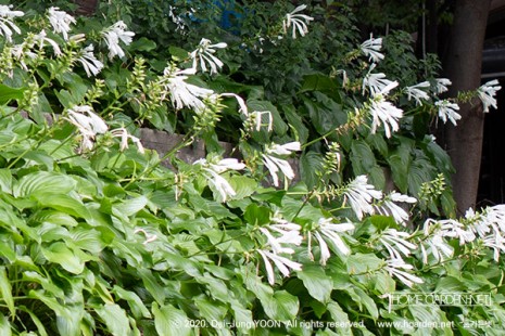 옥잠화 Hosta plantaginea