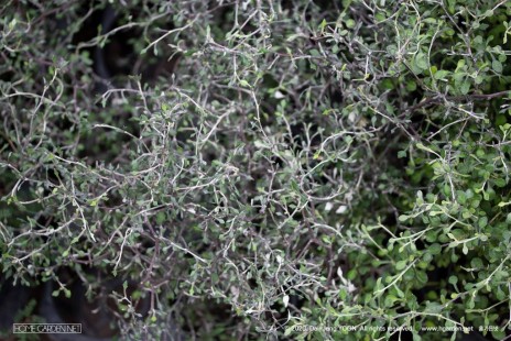 마오리 코로키아 Corokia