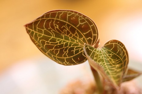 보석란 Jewel Orchid
