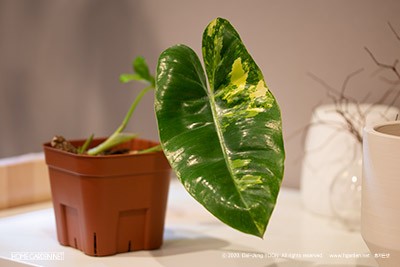 필로덴드론 버럴막스 바리에가타 Philodendron burle marx Variegata
