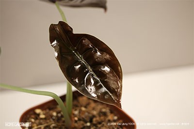알로카시아 레드 시크릿 Alocasia cuprea 'Red Secret'