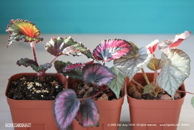 렉스 베고니아 Rex Begonia