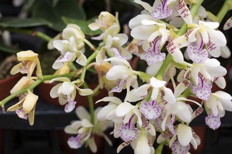 나도풍란 Phalaenopsis japonica