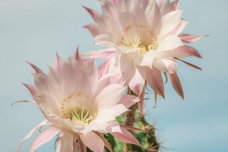 공작선인장 Epiphyllum
