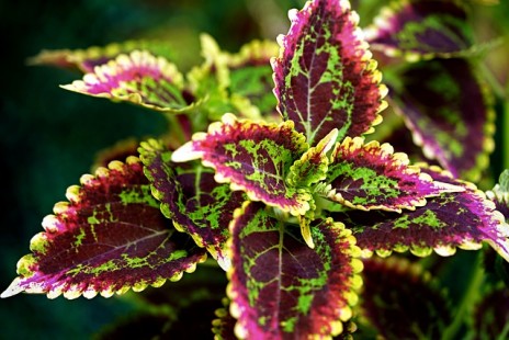콜레우스 Coleus