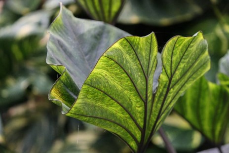 콜로카시아 Colocasia