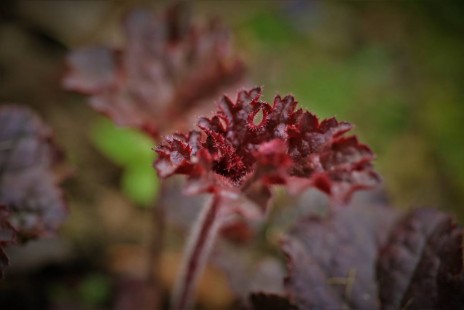 휴케라 Heuchera