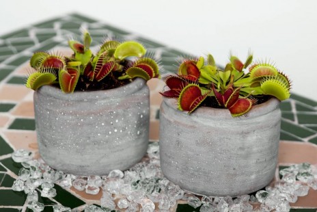 파리지옥 (벌레 사진 주의) Venus flytrap
