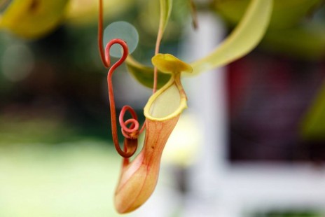 벌레잡이통풀(네펜데스) Nepenthes
