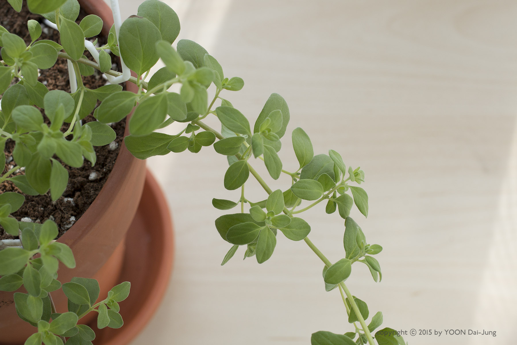Marjoram