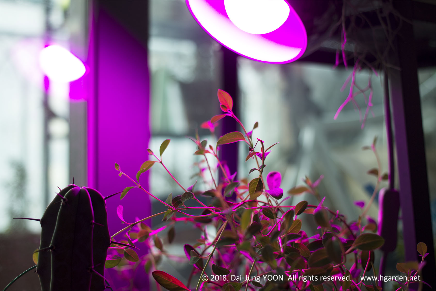 식물용 LED 전구