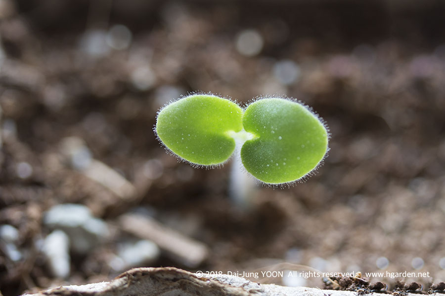 제라늄 떡잎 geranium