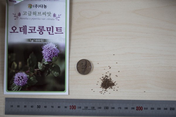 seed-02