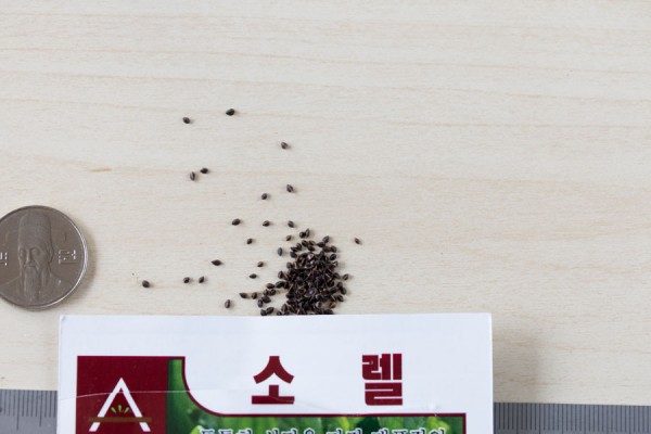 seed-11
