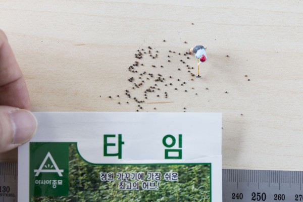 seed-19